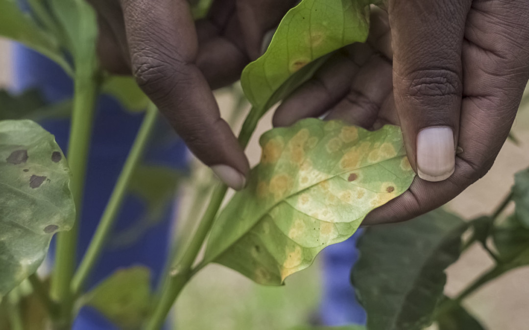 What you always wanted to know about coffee and climate change