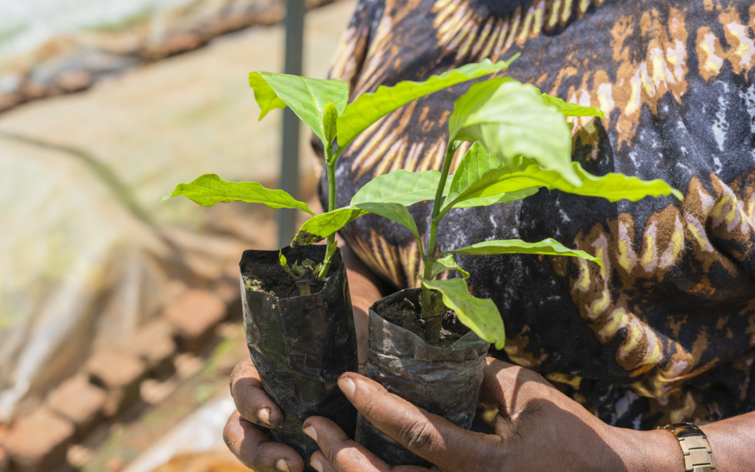 woman holding two coffee plants in polybags