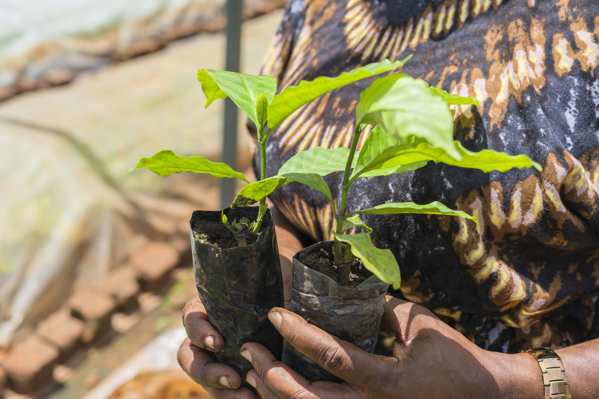 woman holding two coffee plants in polybags