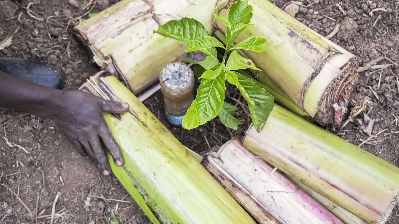 coffee plant in combination with climate adaptation practice