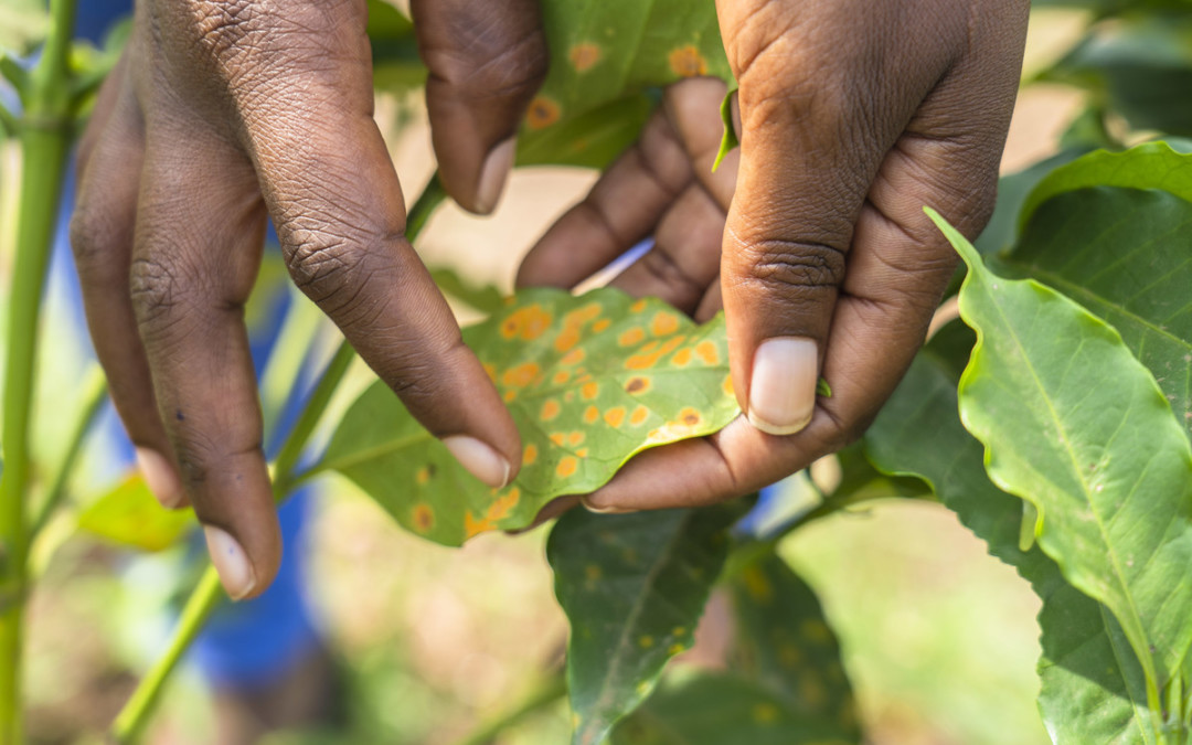 rotted coffee leaf