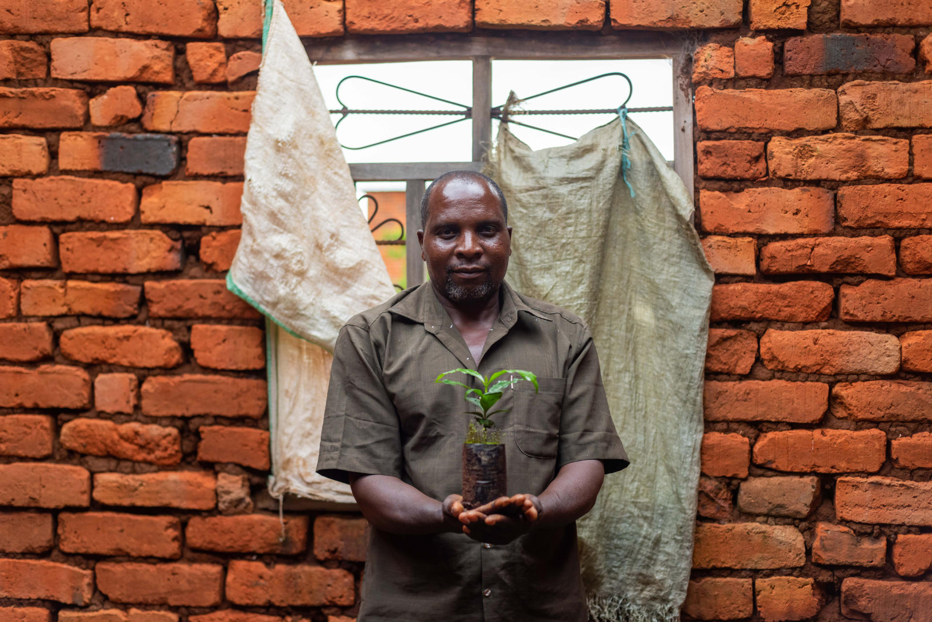 coffee nursery of improved coffee varieties