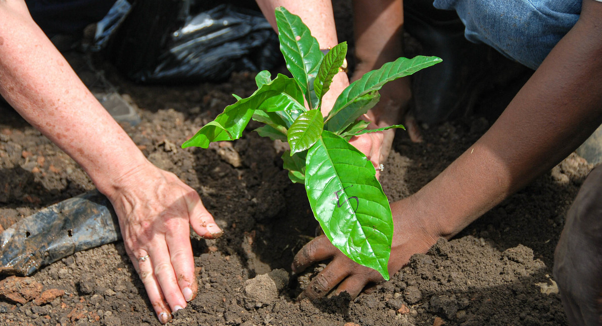 coffee farmers planting coffee tree