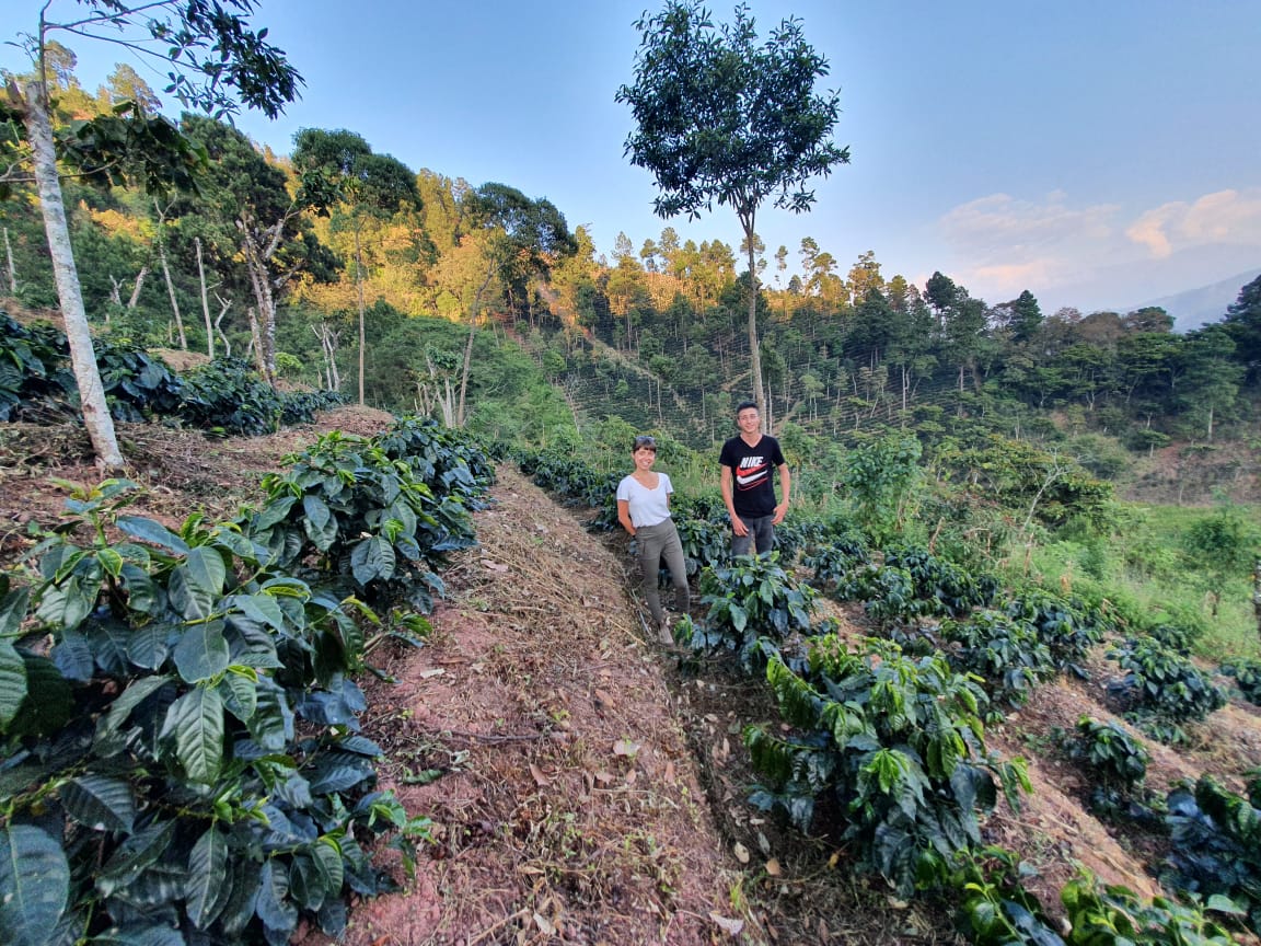 Farmers standing between coffee rows