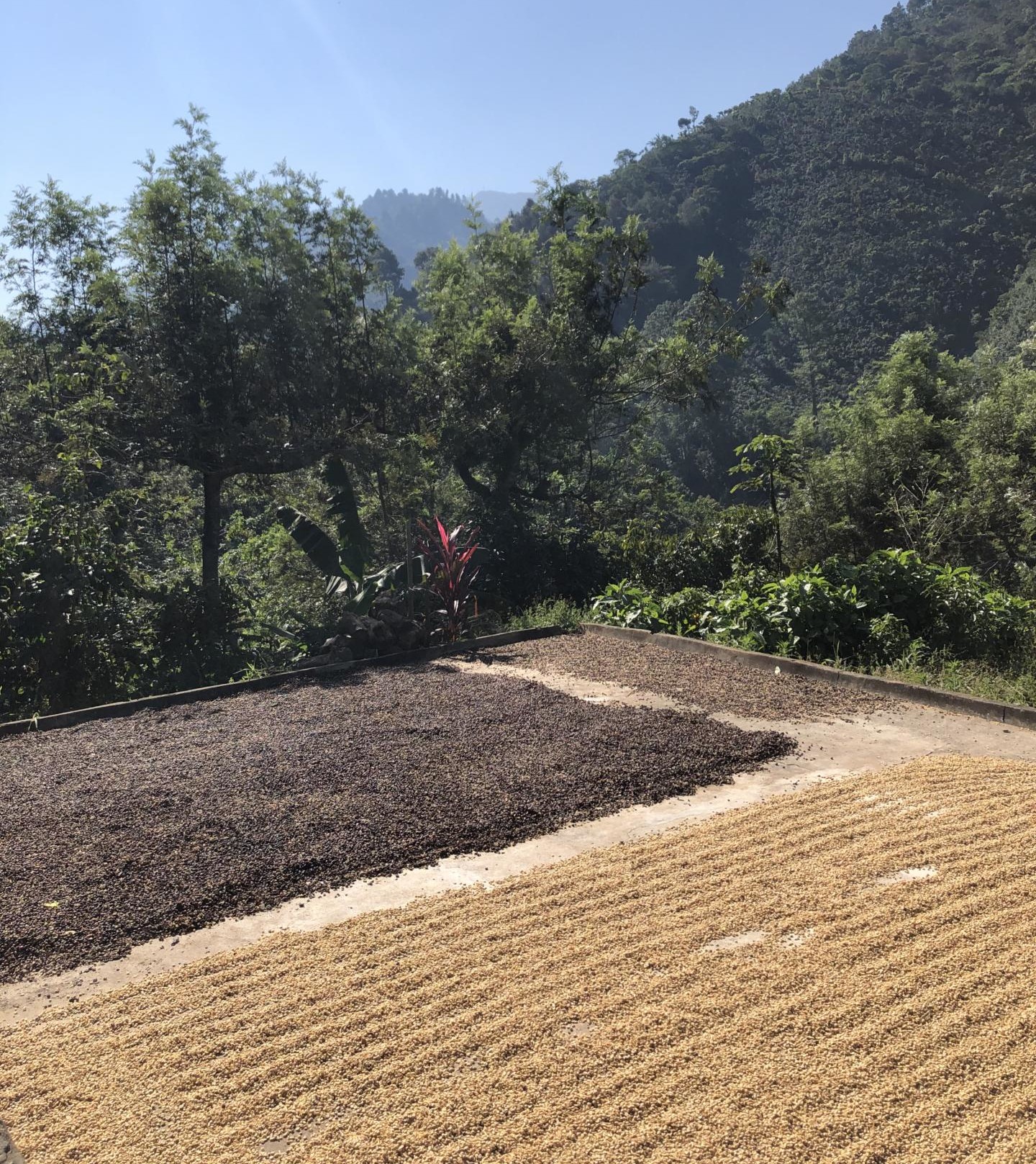 Coffee drying