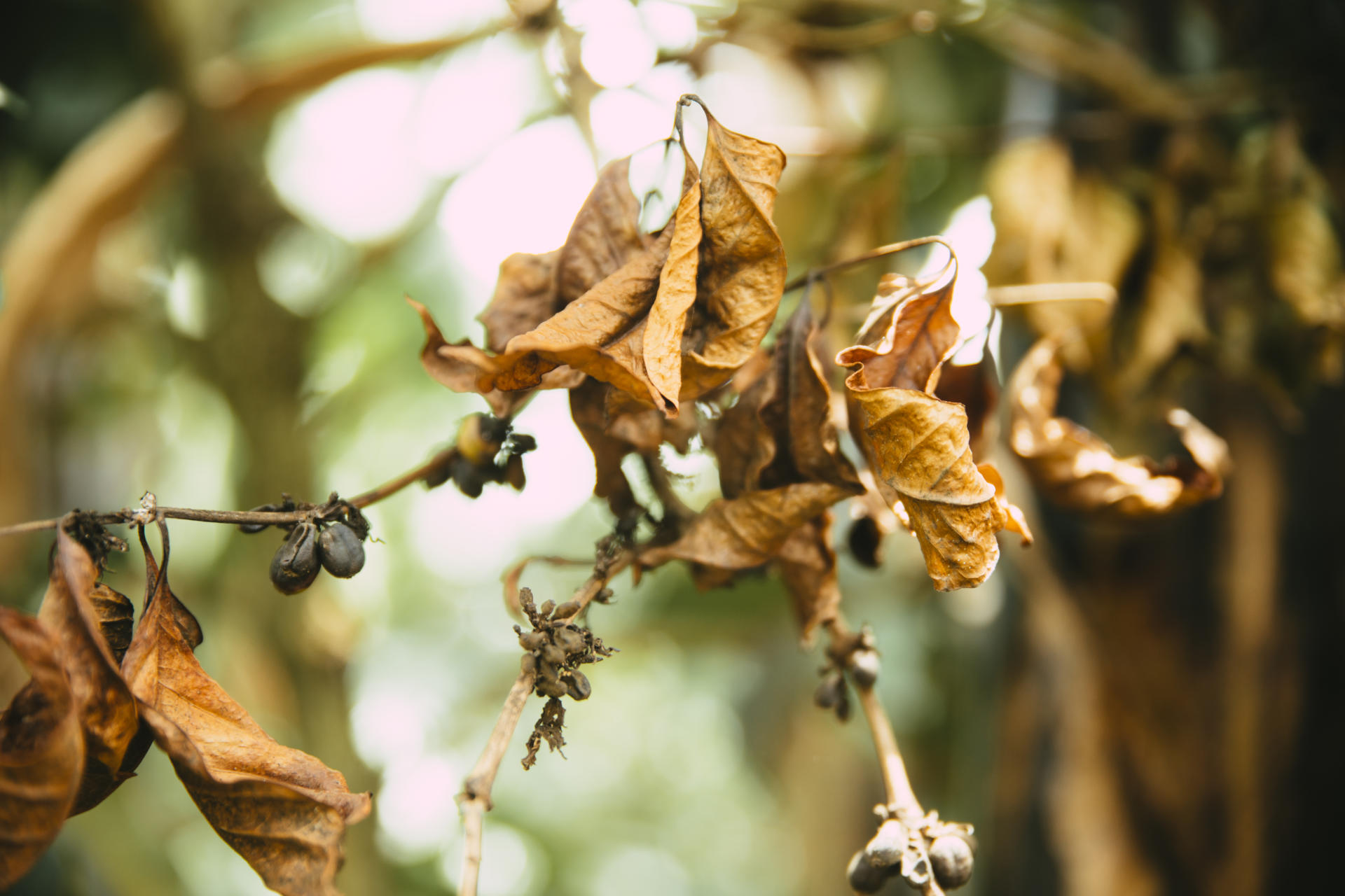 Impact of climate change on coffee