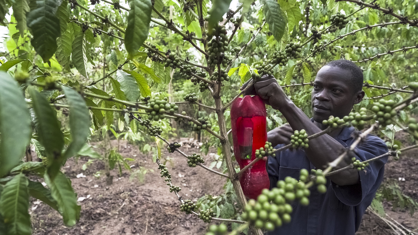 ivan planting a coffee tree