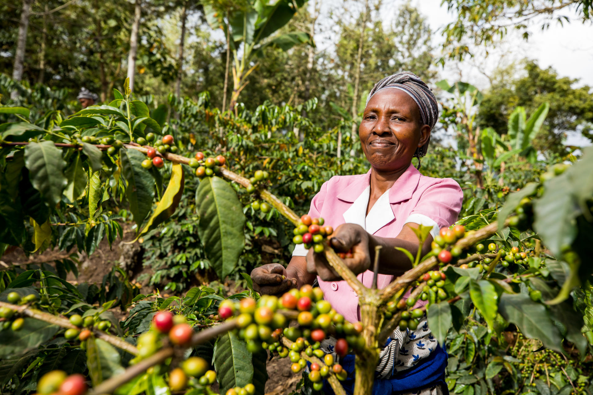 Woman picking coffee cherries