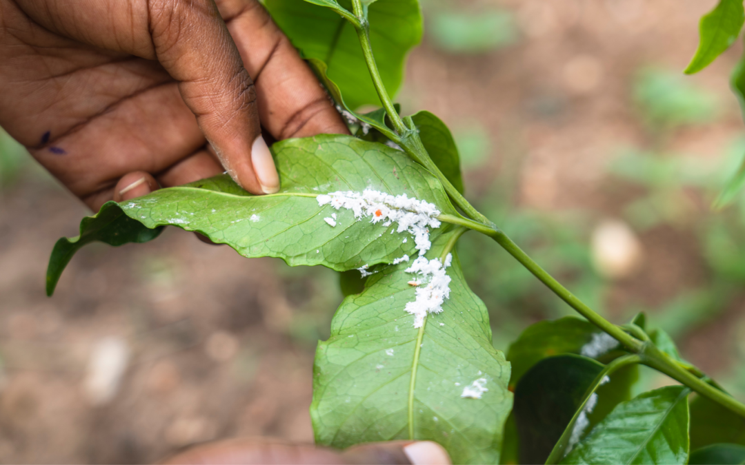 Dear coffee sector, we need to talk about agrochemicals